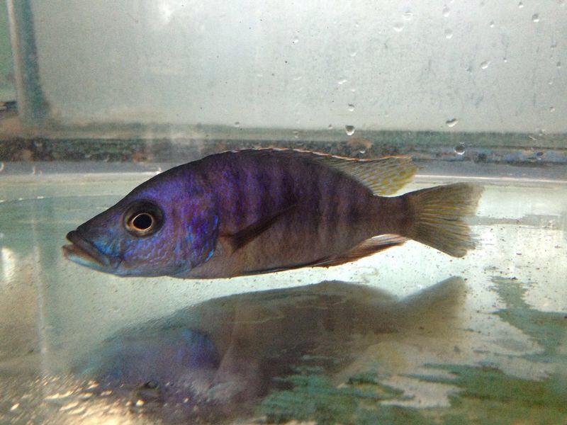 Stigmatochromis modestus 'Mbenji Island'